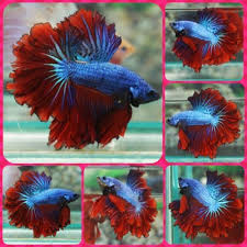 Live Betta Fish Male Light Blue Red Apache Feathertail Rosetail Halfmoon 87 Betta Fish Betta Fish Tank Betta