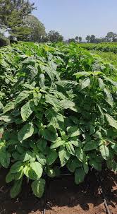 Saga' the traditional vegetable (saget / this sage sausage stuffing is a classic sausage stuffing. Wendy Farms Ukulima Sio Ushamba Wendyfarmsltd Twitter