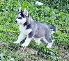 This sweet breed looks tough but is actually a gentle, loving family pet. Dogs Puppies For Sale In Mangalore Best Dog Dealers Breeders