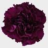 Dianthus caryophyllus, commonly known as the carnation or clove pink, is a species of dianthus. Https Encrypted Tbn0 Gstatic Com Images Q Tbn And9gctamau5 Pmz5prqpgfyqxg9lawsrdafbcls3oshsmwc0svkhhq8 Usqp Cau