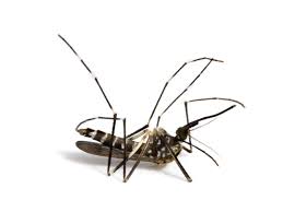 Contact pesticides kill pests that touch them. How To Kill Mosquitoes What Works What Doesn T