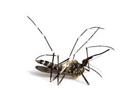 They can carry many viruses such as west nile, encephalitis, dengue, malaria, and canine heartworm that can harm your family and pets. How To Kill Mosquitoes What Works What Doesn T