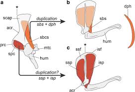 The abdominal muscles are shown in red, it is very easy to see from this diagram how a six pack is made, and also why some people have an eight pack. Evolution Of The Muscular System In Tetrapod Limbs Zoological Letters Full Text