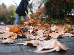 Herzlich willkommen bei in nachbars garten. Laub Vom Nachbarn Im Garten Wer Muss Es Entfernen Wohnen