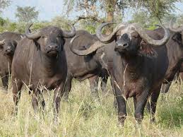 If there's one thing to be said about these fascinating beings, they are likely some of the. The Big 5 Other Endangered Animals You Can Help Volunteering Journeys