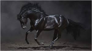 Dark Horse 4k Wallpaper Dark Horse 4k Wallpaper 1080p Dark Horse 4k Wallpaper Desktop Dark Horse 4k Wallpaper Hd Dark Horse 4k Wa Tablolar Hayvanlar Atlar