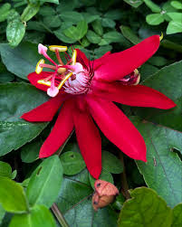 Image result for Passifloraceae