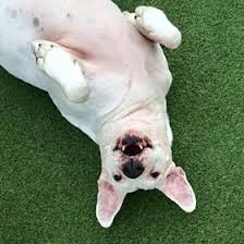 What to expect at all american pet resorts? Dog Boarding Daycare North Port Port Charlotte Punta Gorda Fl