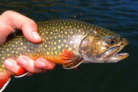 These spirited trout may typically be small, but what they lack in size they make up for with spirit and beauty. Pennsylvania State Fish What Why And Where To Catch It