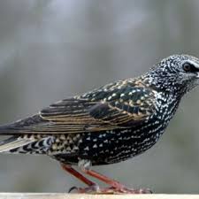Starling is a charming invader
