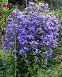 4 6foot Tall Towering Milky Bellflower Plant Campanula Prichard S Variety Flower Plants Bellflower Plant Flowers Perennials