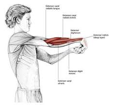 Fingers Down Wrist Stretch Common Shoulder Stretching Exercises Frozenshoulder Com Shoulder Stretching Exercises Stretching Exercises Yoga Anatomy