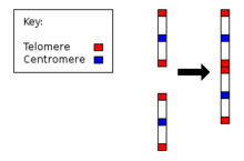 Explain how pedigrees are used to study human traits. Chromosome 2 Wikipedia