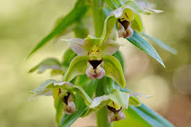 Image result for Epipactis