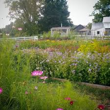 We did not find results for: How To Eliminate Weeds In Your Garden Three Acre Farm