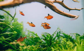 How to set up fish tank. New Fish Checklist How To Set Up A Fish Tank For Beginners Aquarium Co Op