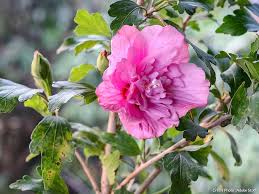 Image result for Hibiscus syriacus Violet Clair Double