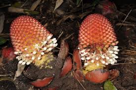 Image result for Balanophoraceae