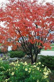 Common flowering trees can provide us with all these things. Northeast Ohio Landscapers Short Lists Of Favorite Trees And Shrubs Ornamental Trees Deciduous Trees Garden Trees