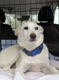 After 3yrs of being a big sister to all the foster pups Piglet could  careless what they do! 🤣🤣