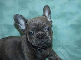 I'll steal your heart from the moment you meet me. French Bulldog Dog Male Blue 2727291 Petland Rome