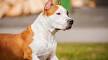 American Staffordshire Terrier Dog Breed Information and ...