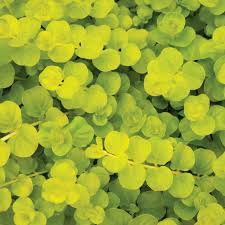 Image result for Lysimachia