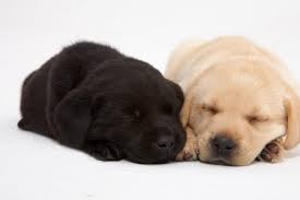 Also have a look at our pictures of pets and cats. Puppy Raising And Dog Fostering S A Guide Dogs