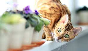 See full list on wikihow.com Your Female Cat In Heat A Complete Guide From The Happy Cat Site