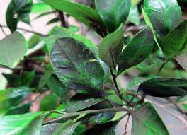 Image result for sooty mould