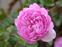 From one man's vision david austin roses has gone on to breed a collection of roses renowned across the world. David Austin Rose Charles Rennie Mackintosh David Austin Roses Rose David Austin