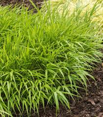 Image result for hakonechloa macra nicolas