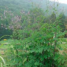 Flowers attract bees and butterflies. Hewitt S Double Yunnan Meadow Rue Finegardening