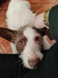 ☀️ tú perro mi mejor amigo☀️