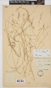 Image result for Megaloprotachne albescens