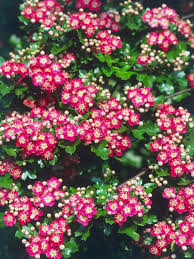 Small Trees For Modern Yards Small Trees For Garden Flowering Trees Fringe Tree