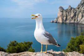 Image result for Cyanotis longifolia