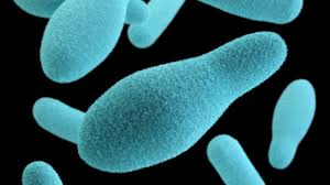 Image result for Clostridium