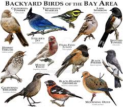 Birds Of The Bahamas Field Guide Fine Art Illustration Of Various Species Of Birds Native To The Backyards Of The San Francisco Bay Area Amp Nbsp Backyard Birds Nature Birds Wild Birds