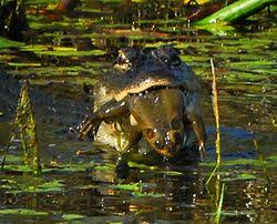 American Alligator Wikipedia