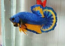 You'll find a high quality of healthy and colorful betta fish for sale. Exotic Plakat Betta Fish At Rs 500 Piece Betta Fish Id 22628553812