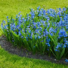 Image result for Scilla
