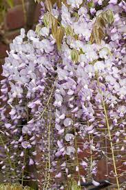 Rhs Wsyd0011761 8322 Jpg 683 1 024 Pixels Plants Flower Garden School Garden