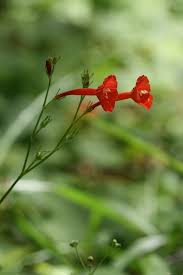 Image result for Ipomoea hederifolia