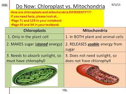 Chloroplasts are organelles, or small, specialized bodies in plant cells that contain chlorophyll and help with the process of photosynthesis. How Are Chloroplasts And Mitochondria Different Ppt Video Online Download