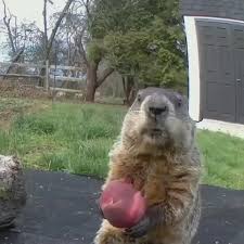 Pin By Animeangel Animeangel On My Saves Video In 2020 Funny Animal Videos Funny Animal Photos Funny Animals