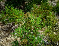 Image result for Clutia angustifolia