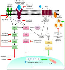 Second, you should not believe in that total nonsense called horoscope. Cancers Free Full Text Radioiodine Refractory Thyroid Cancer Molecular Basis Of Redifferentiation Therapies Management And Novel Therapies