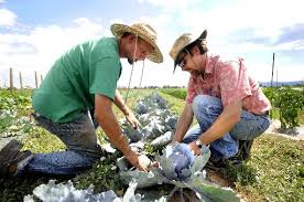 Second committee votes to phase out Boulder County GMOs