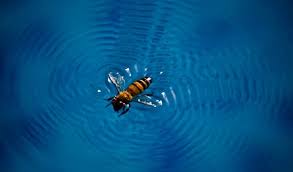 I have an 11 month old baby, so i need it to be safe for children. 5 Surefire Ways To Keep Bees Wasps Away From A Pool Don T Miss 3